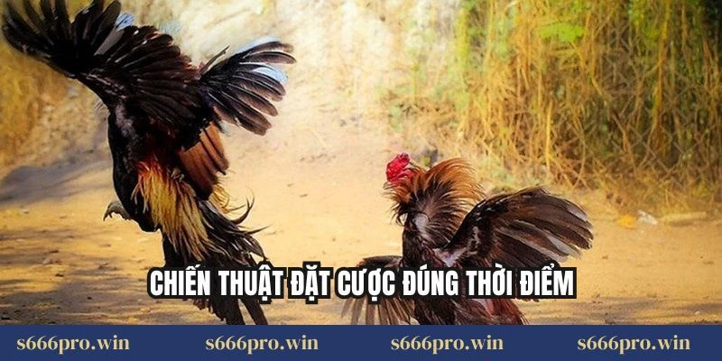 Chiến thuật đặt cược đúng thời điểm